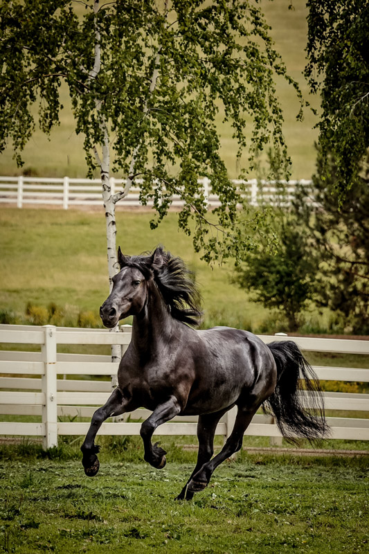 Sheldon Creek Cojack Starfire, owned by Michael and Leona Jimenez. Black Canadian horse galloping in pasture.